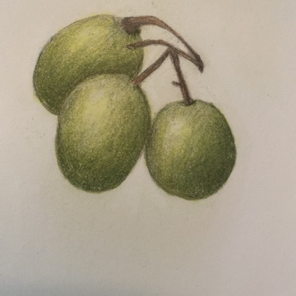 Overlapping Fruits