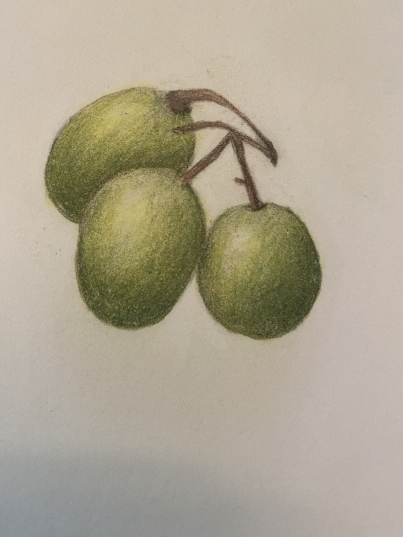 overlapping-fruits