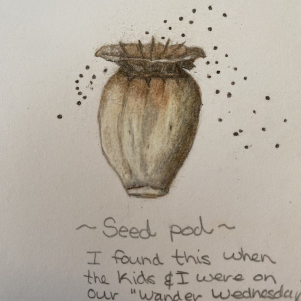 Seed Pod_Redo