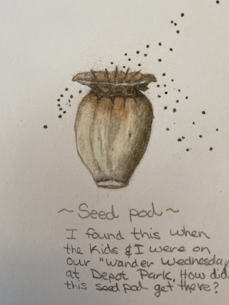 seed-pod_redo