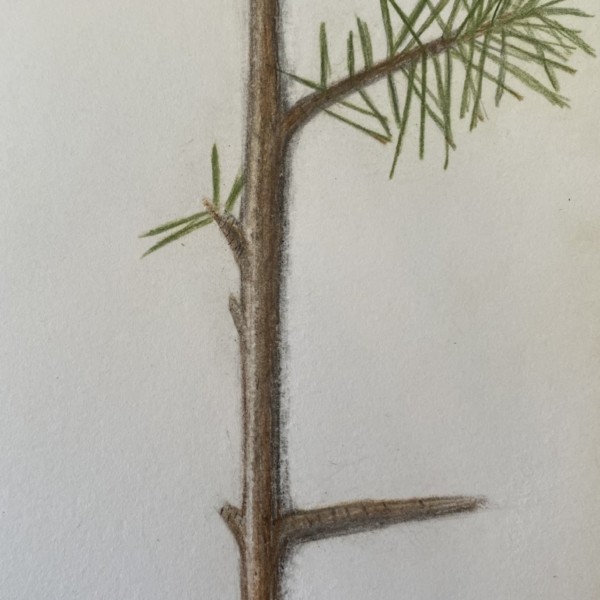 Branch_Redo