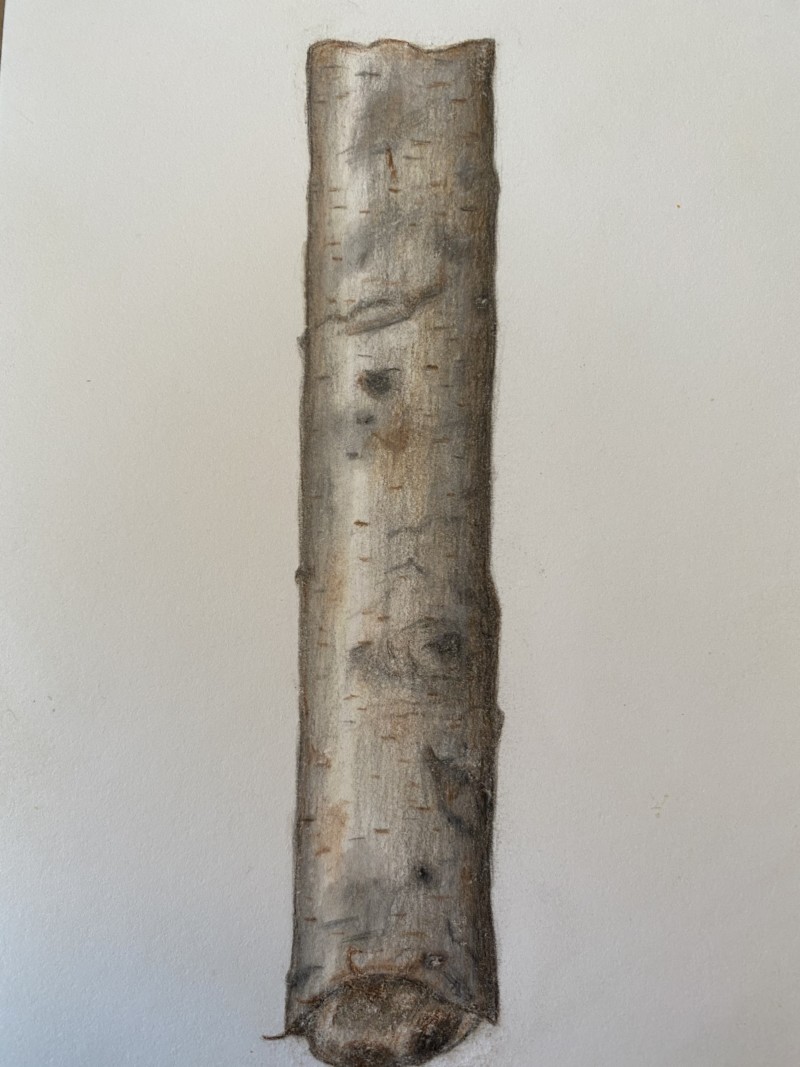 branch_redo2