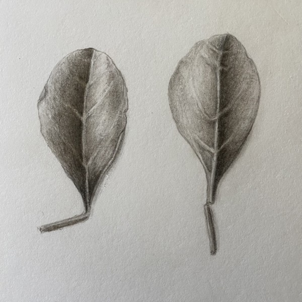 The Humbling Humble Leaf_2