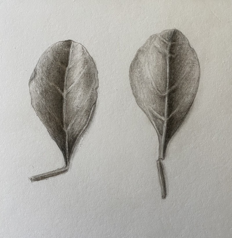 the-humbling-humble-leaf_2