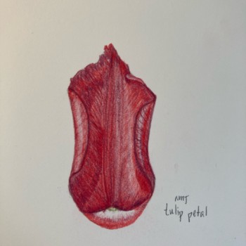 cross-contour-inside-tulip-petal
