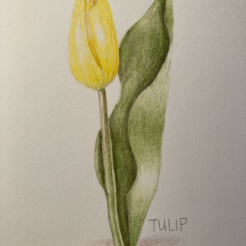 tulip-4