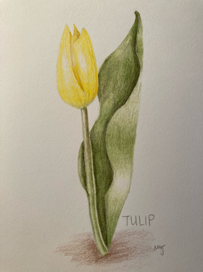 tulip-4