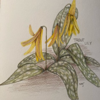 trout-lily