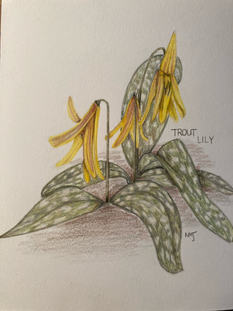 trout-lily