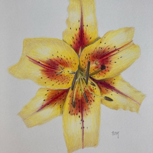 Oriental Lily