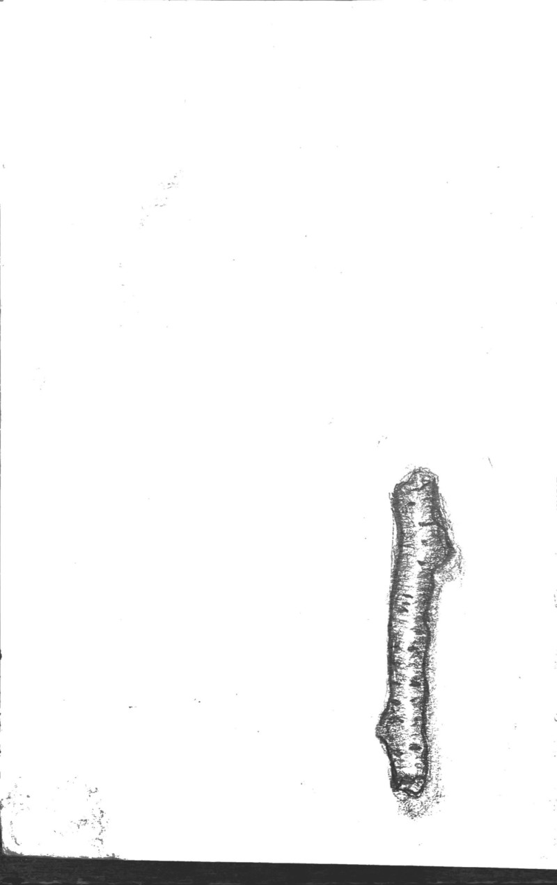 small-branch-scan-2021-02-19-19-02