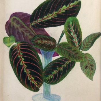 calathea