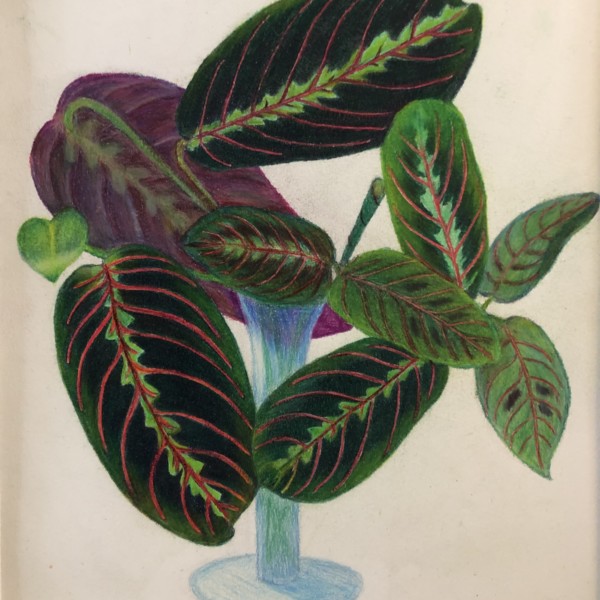 Calathea