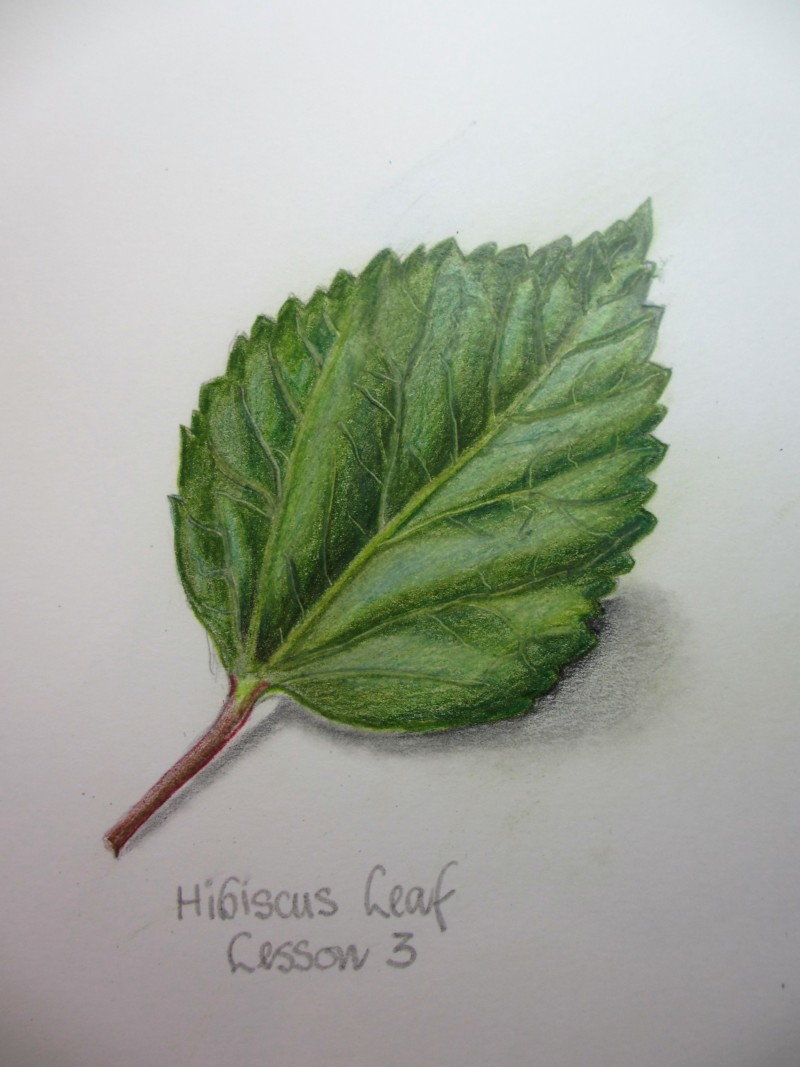 hibiscus-leaf-lesson-3
