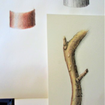 single-branch-in-colour