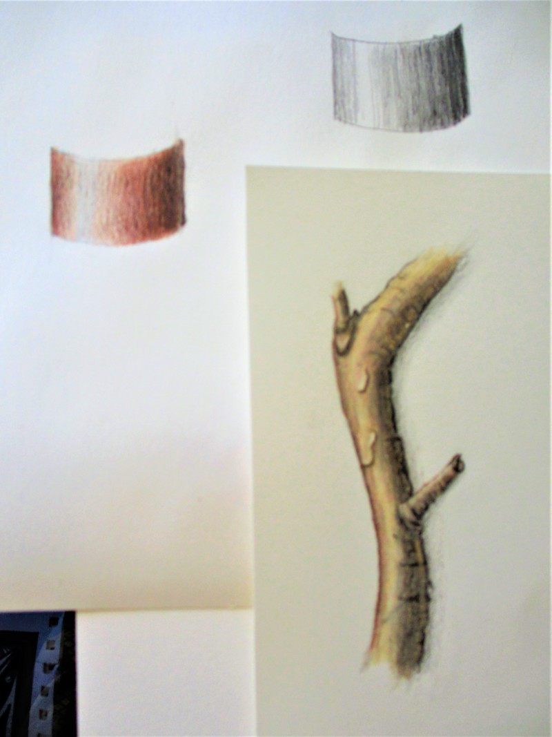 single-branch-in-colour