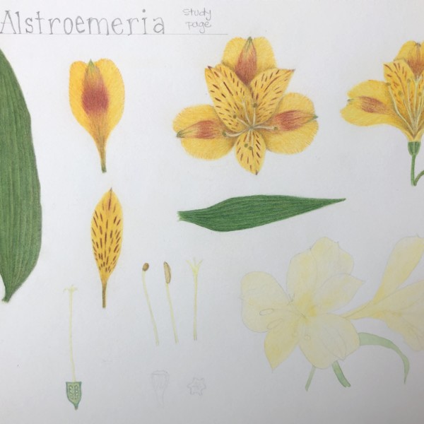 Alstroemeria Study