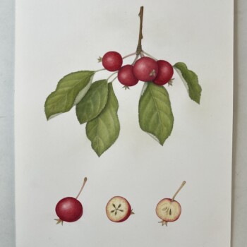 crab-apples-2