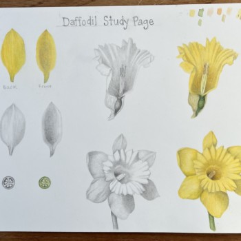 daffodil-study-page-part-1