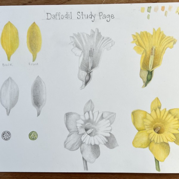 Daffodil Study page part 1