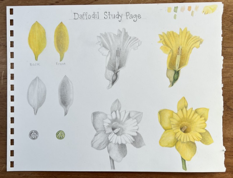 daffodil-study-page-part-1