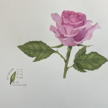 pink-rose-final