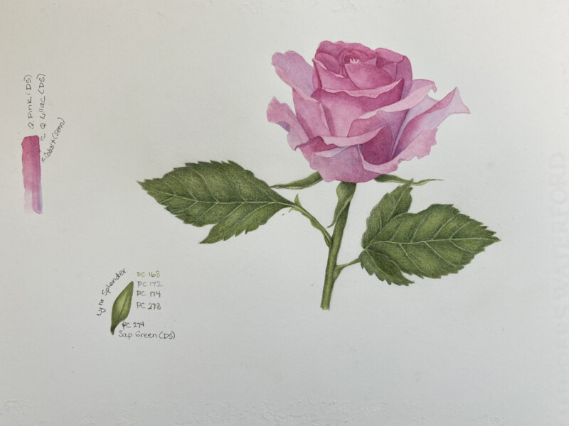 pink-rose-final