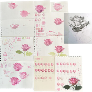 pink-rose-process