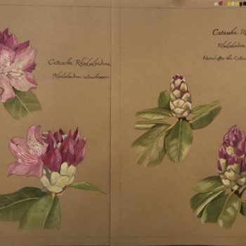 catawba-rhododendron-buds
