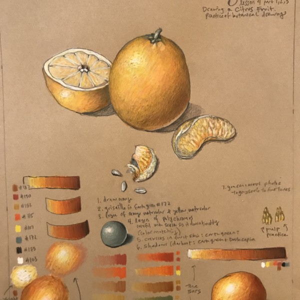 Citrus Practice (lesson 4, part 1 & 2) on Kraft paper 