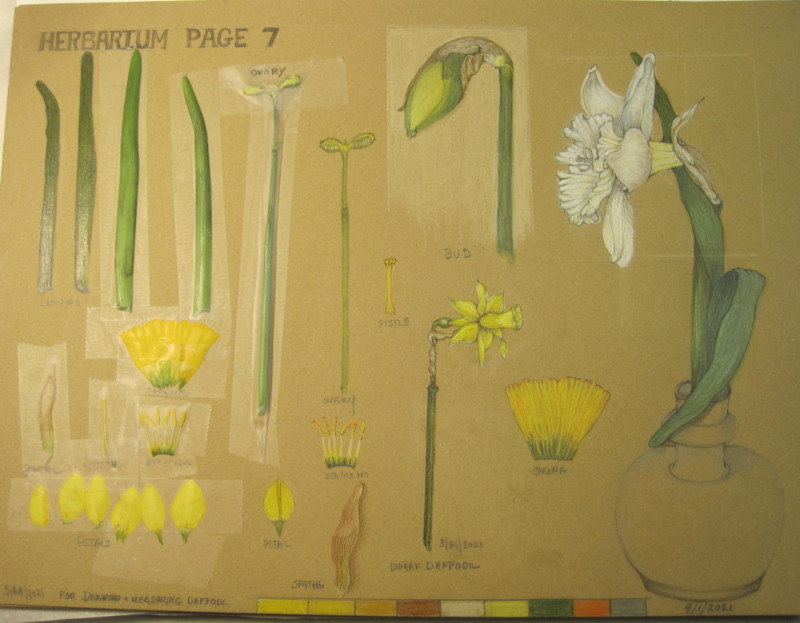 herbarium-page-7