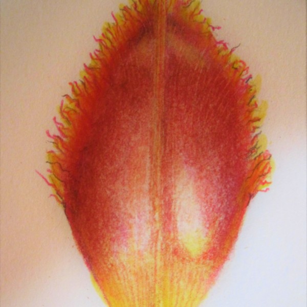 tulip