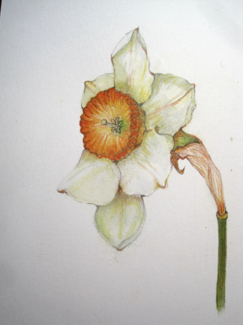 corrected-daffodil