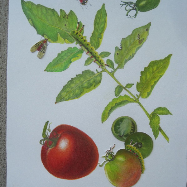 early girl tomatoes9221