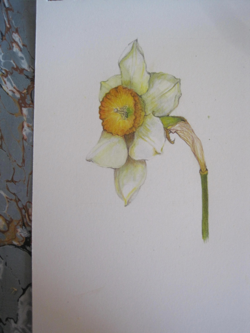 easter-daffodil21