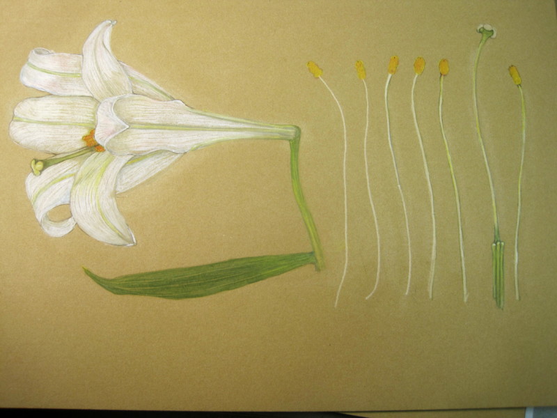 easter-lily-in-progress