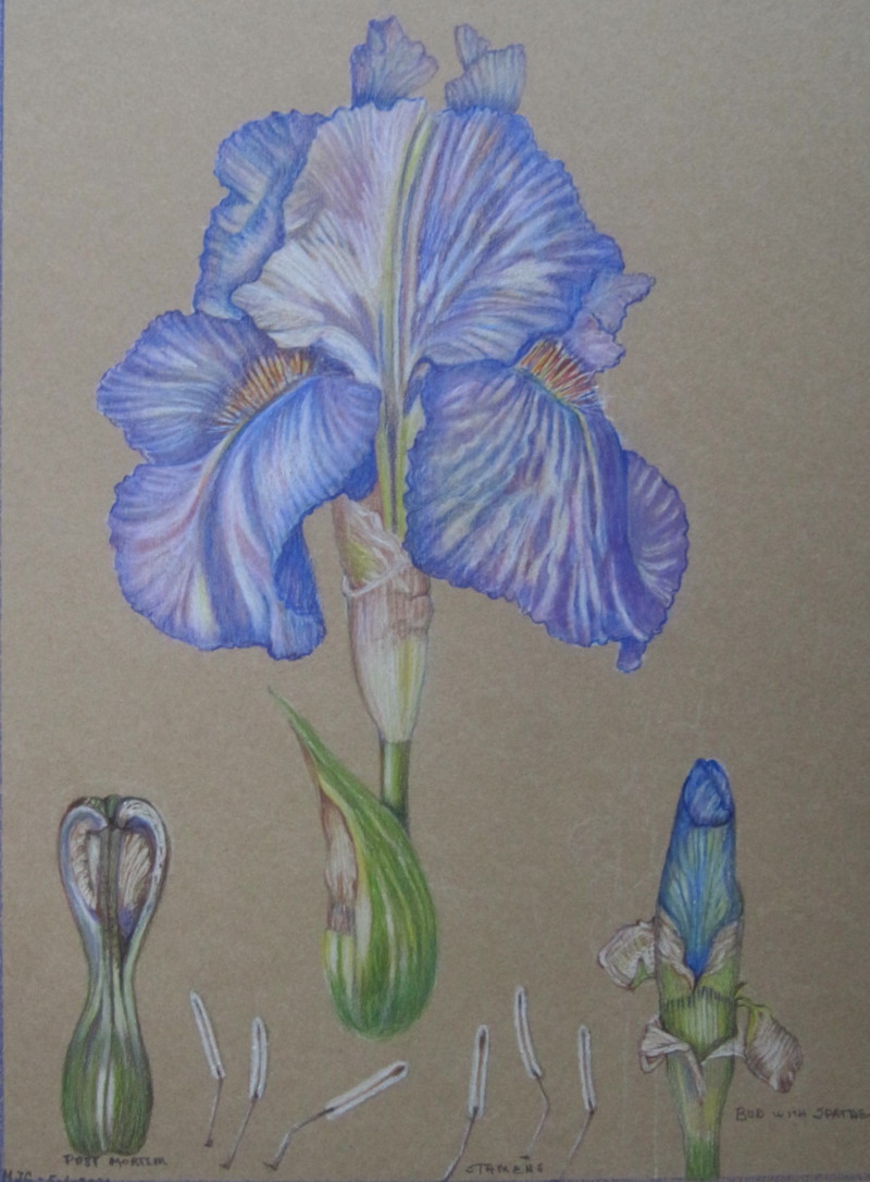 iris-without-lettering