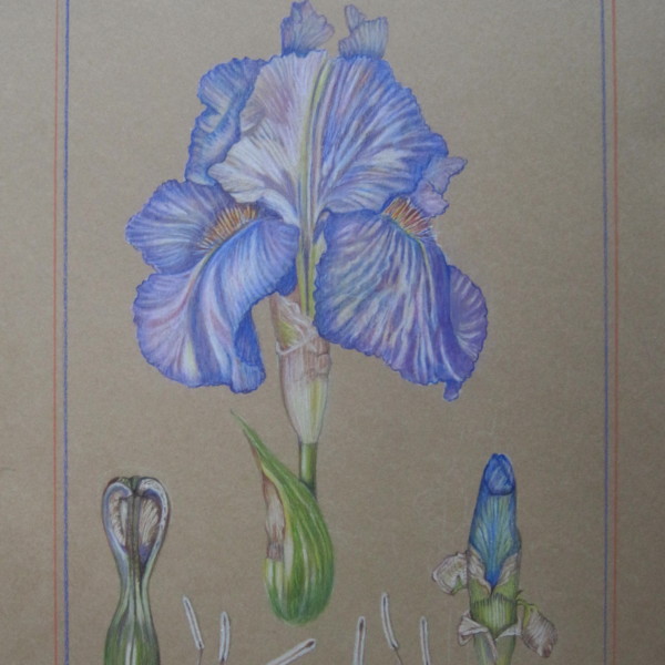 iris5721_4