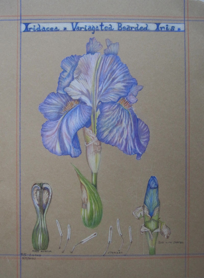 iris5721_4