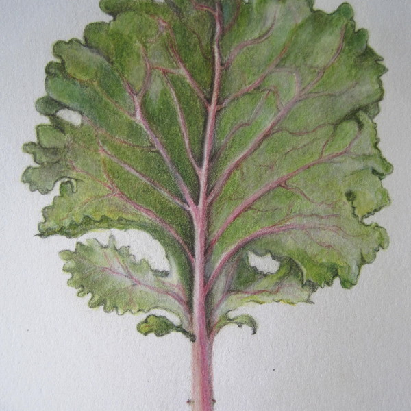 kale leaf front