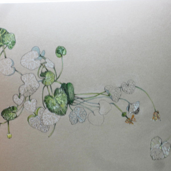 lesser celadine in progress 1