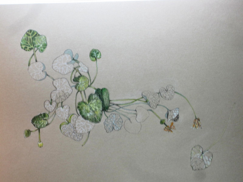 lesser-celadine-in-progress-1