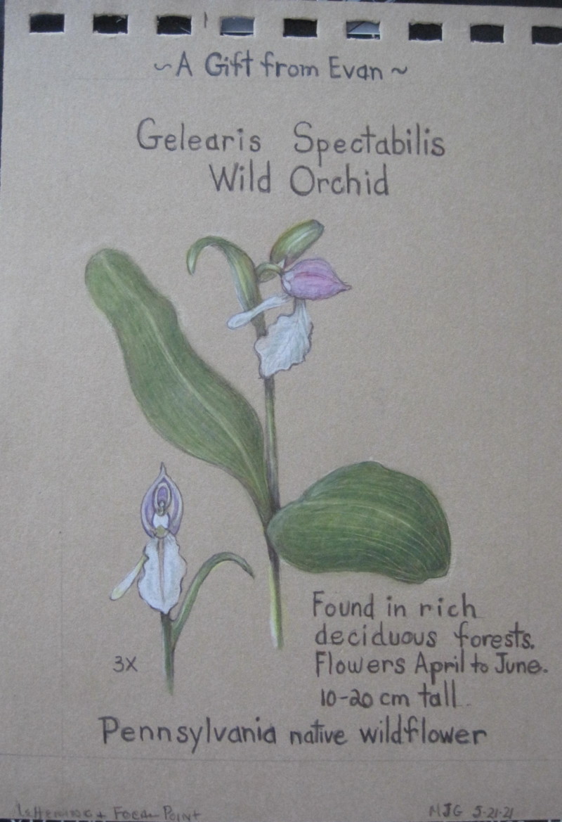 showy-orchid-52321