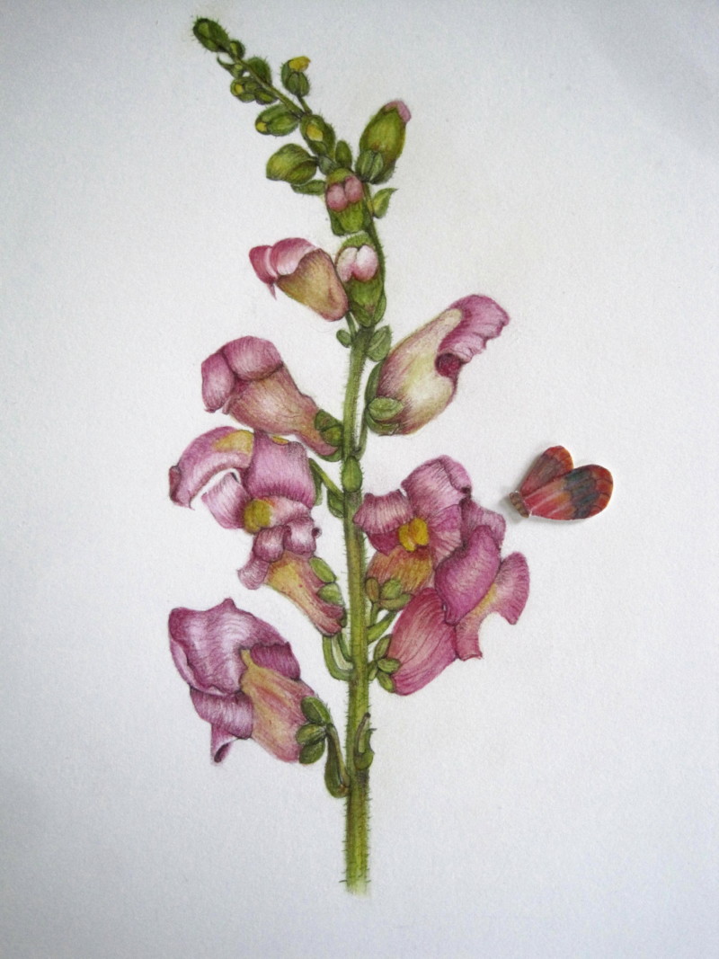 snapdragon-removable