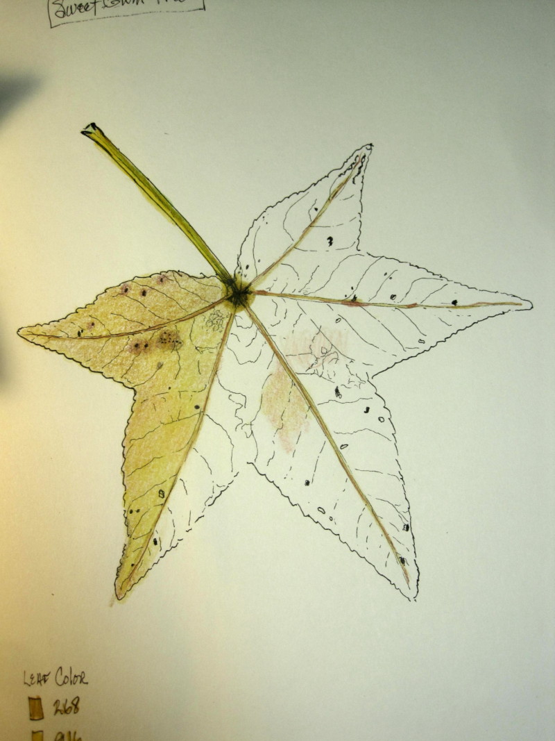 sweetgum-gree-lane-102421