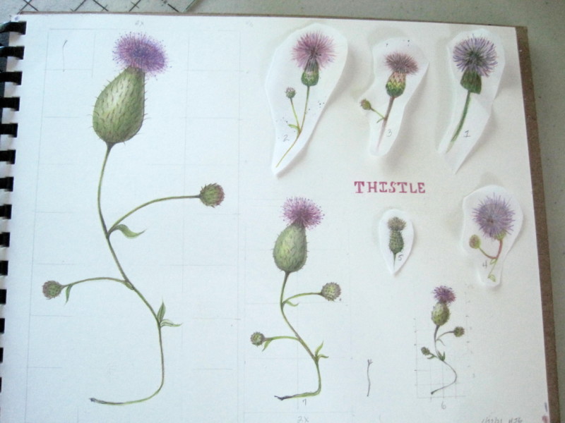 thistle62321