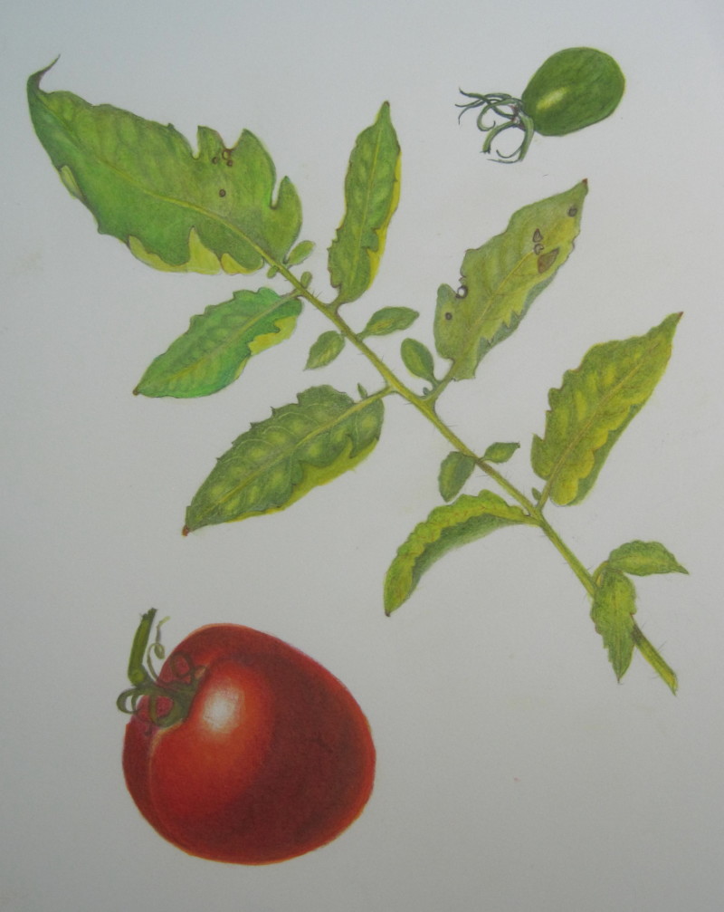 tomatoleaf2