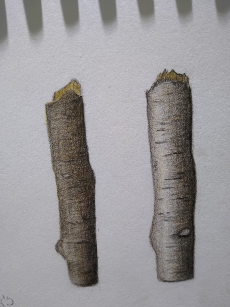two-branches
