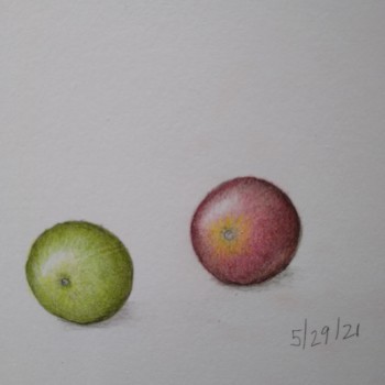tomatoes-2-0