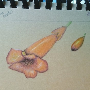 trumpet-flower